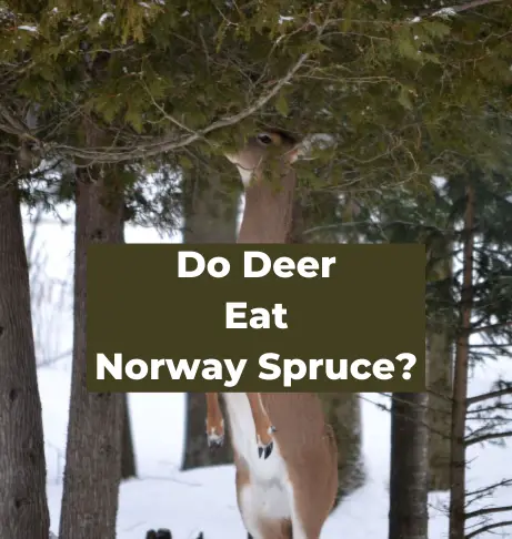 Do Deer Eat Norway Spruce