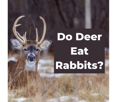 Do Deer Eat Rabbits