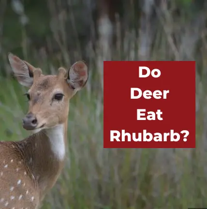 Do Deer Eat Rhubarb