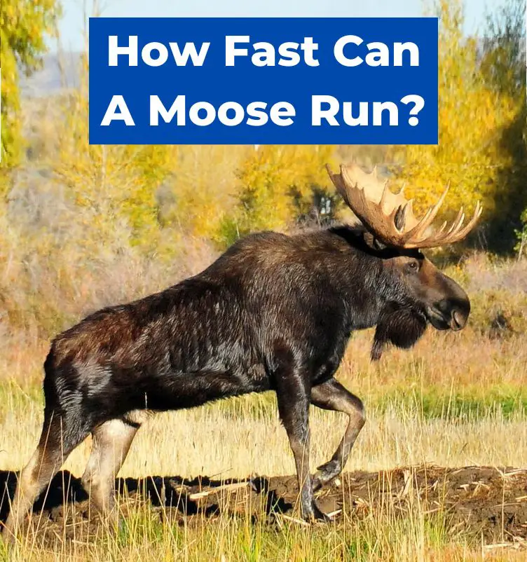 How Fast Can A Moose Run