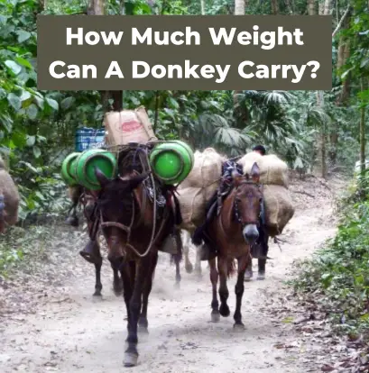How Much Weight Can A Donkey Carry