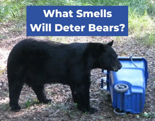 What Smells Will Deter Bears
