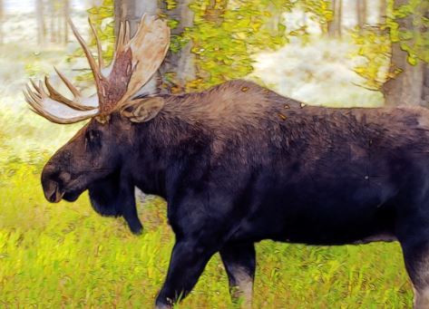 average moose running speed