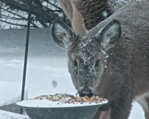 deer eating from bird bath in winter