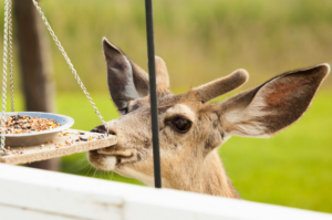 Yes, Deer Eat Bird Seed! Here's How To Stop Them