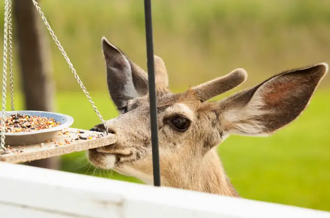 deer eating from bird feeder
