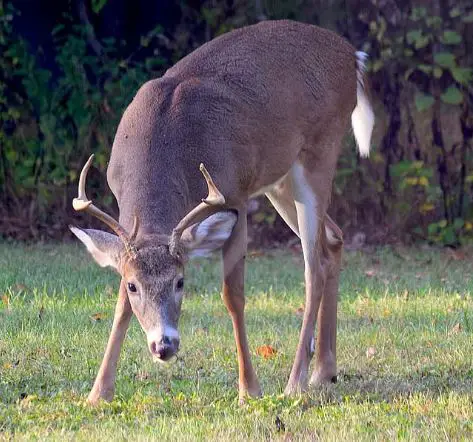 deer eating off ground