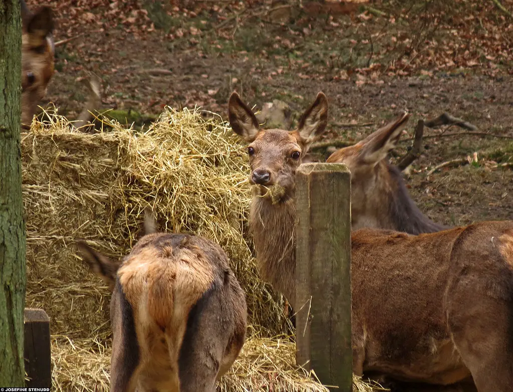 deer eating hay