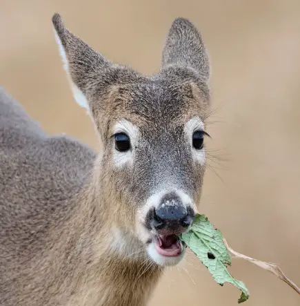 deer eating leaf