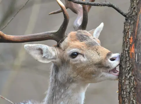 deer eating tree bark