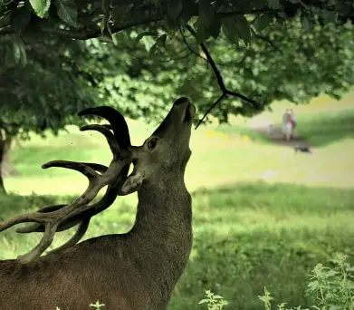 deer eating tree