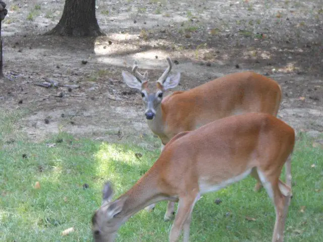 deer in yard eating bread