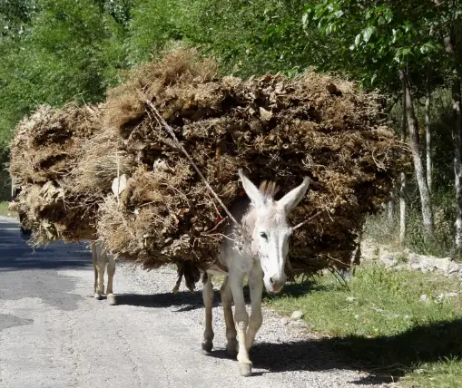 donkey carrying a load of hay