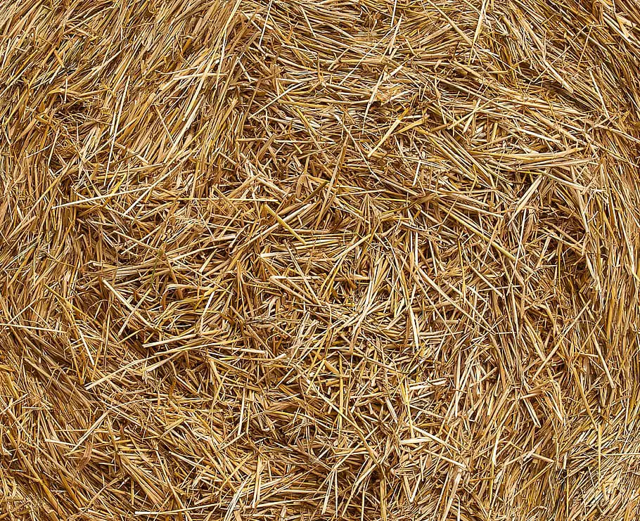 hay close up