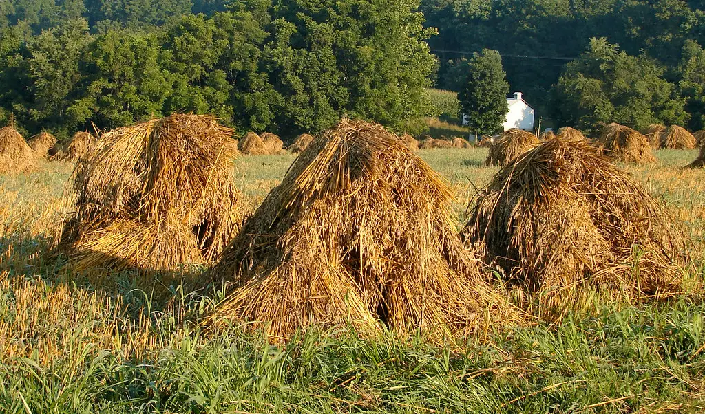 hay mounds in a field
