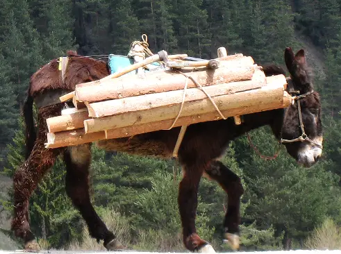 mammoth donkey carrying wood load