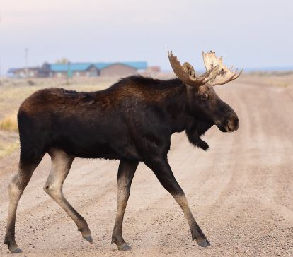 moose walking on road