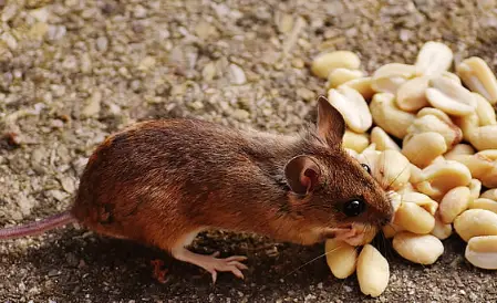 mouse eating peanuts