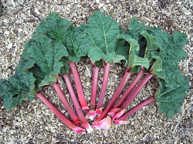 rhubarb plant on ground