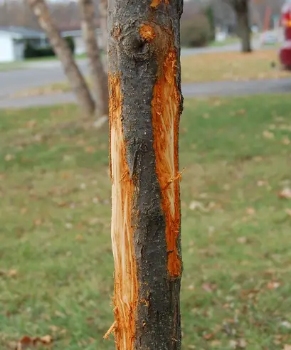 tree damaged by deer
