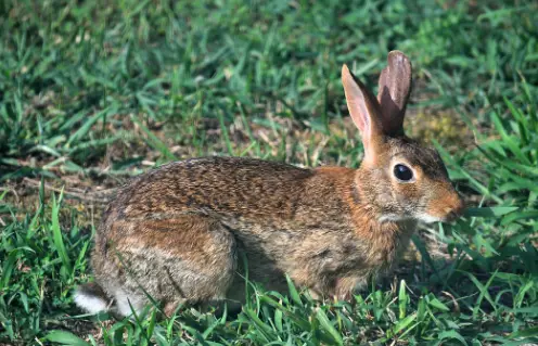 wild rabbit in grass