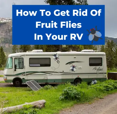 How To Get Rid Of Fruit Flies In Your RV