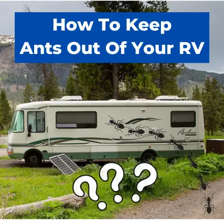 How To Keep Ants Out Of Your RV