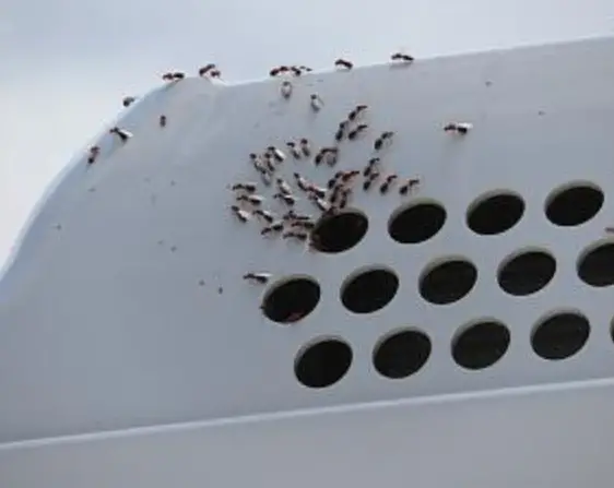 ants getting into rv ac