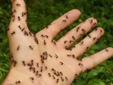 ants on human hand