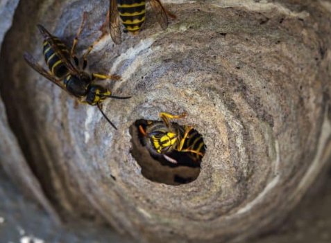 wasps in nest