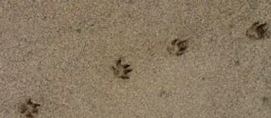 animal prints in mud