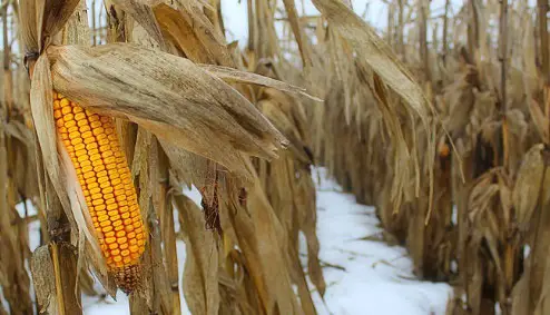 corn in winter