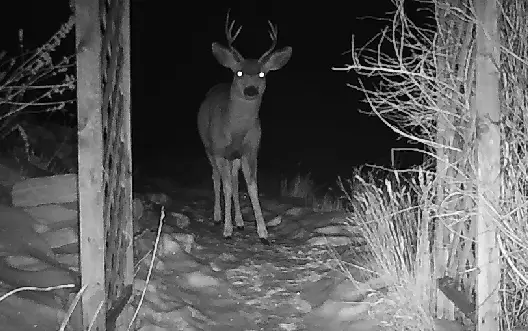 deer caught on trail cam at night in snow