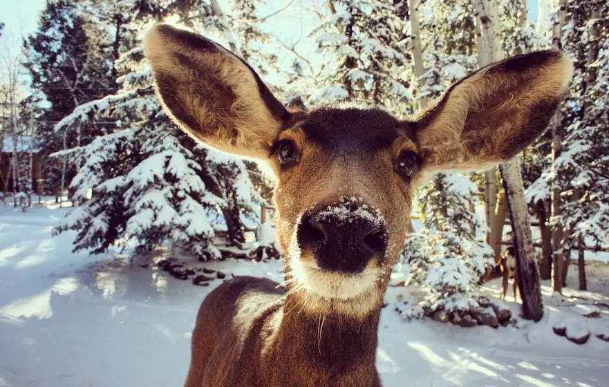 deer facing camera in winter