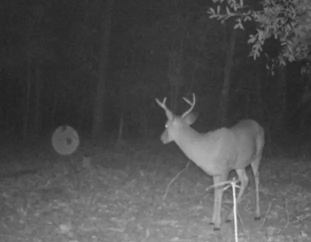 deer on trail cam at night