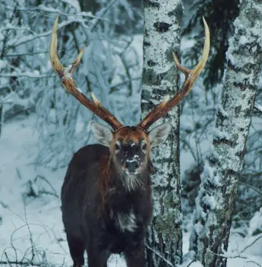 deer stag in winter