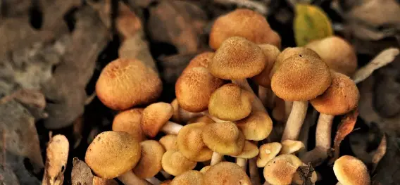 foraging mushroom