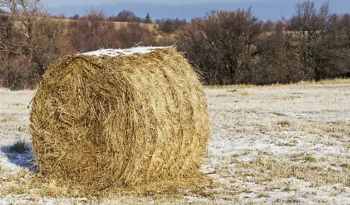 hay in winter