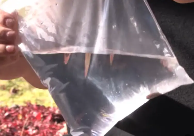 sandwich bag filled with water