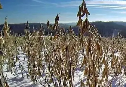 soybeans in winter
