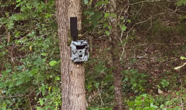 trail cam hidden on tree