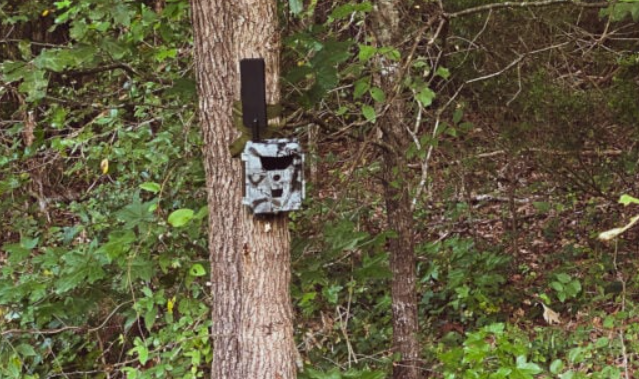 trail cam hidden on tree