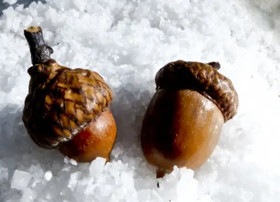 winter acorns