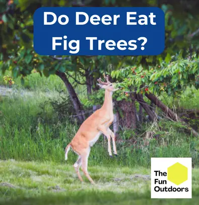 Do Deer Eat Fig Trees