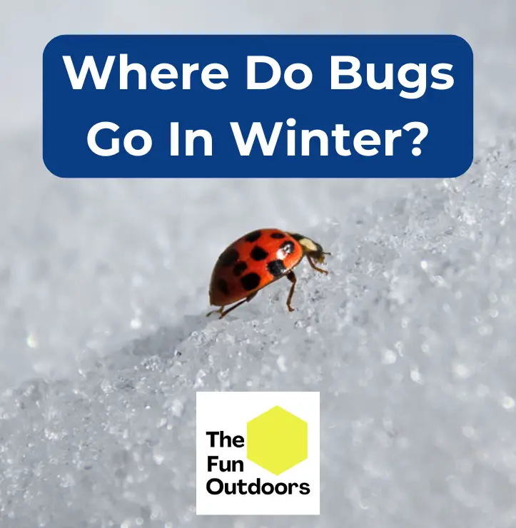 Where Do Bugs Go In Winter