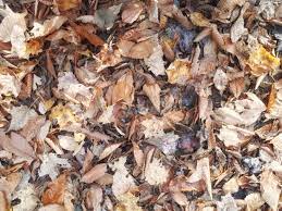dry leaves as tinder for campfire