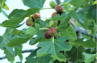 fig tree with figs