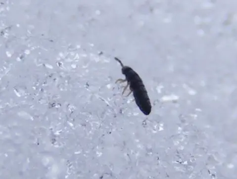 flea in snow