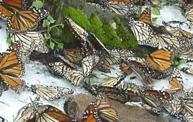 monarch butterflies in snow