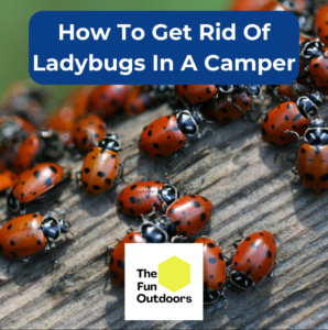 Ladybug Rv How to Get Rid of Ladybugs in Your Camper Quickly - The Fun Outdoors